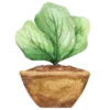 🥬