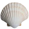 🐚