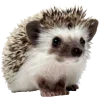 🤎