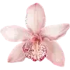 🌸