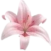 🌸