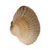 🐚