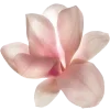 🌸