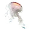 🐚