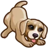 🐶