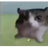 🤩