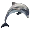 🐬
