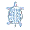 🐢