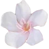 🌸