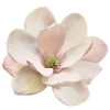 🌸