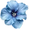 🌺