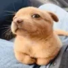 🐶