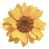💛
