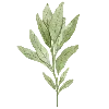 🌿