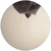 🐱