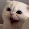 😡