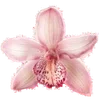 🌸