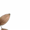 🤎