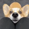 🥺