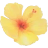 💛