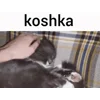 🐱