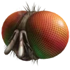 🪰
