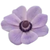 🌺