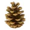 🌲