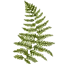 🌿