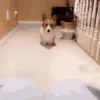 🥺