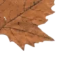 🍂