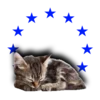 🐱