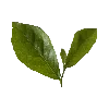 🍃