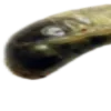🪲