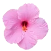 🌺