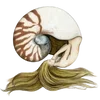 🐚