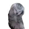 🙀