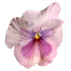 🌸