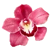 🌺