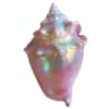 🐚