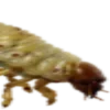 🪲