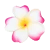 🌺