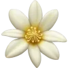 🌼