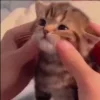🐱