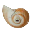🐚