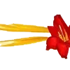 🌼