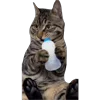 🐈