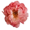 🌺