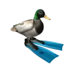 🦆