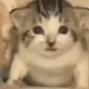 🐈